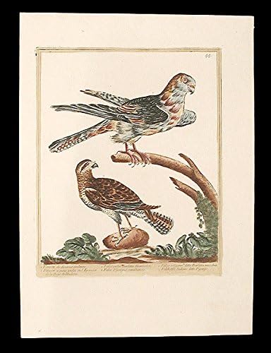 Faucon de diverses couleurs [Multi-coloured Falcon]; Faucon a queue anelee ou l ' Epervier de la Baye de Hudson
