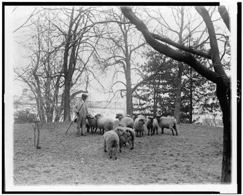 Исторически находки Снимка: Мъж с овца, Морава на Белия дом, Овчар, Вашингтон, окръг Колумбия, c1920