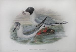 Хроикоцефалус Филаделфия (чайка Бонапарт)